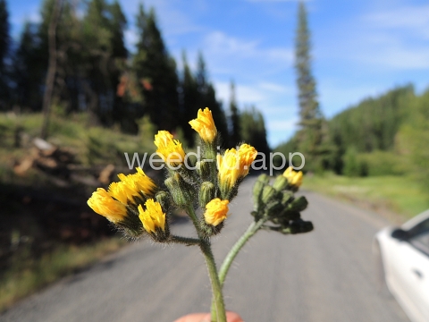 hawkweed, yellow
